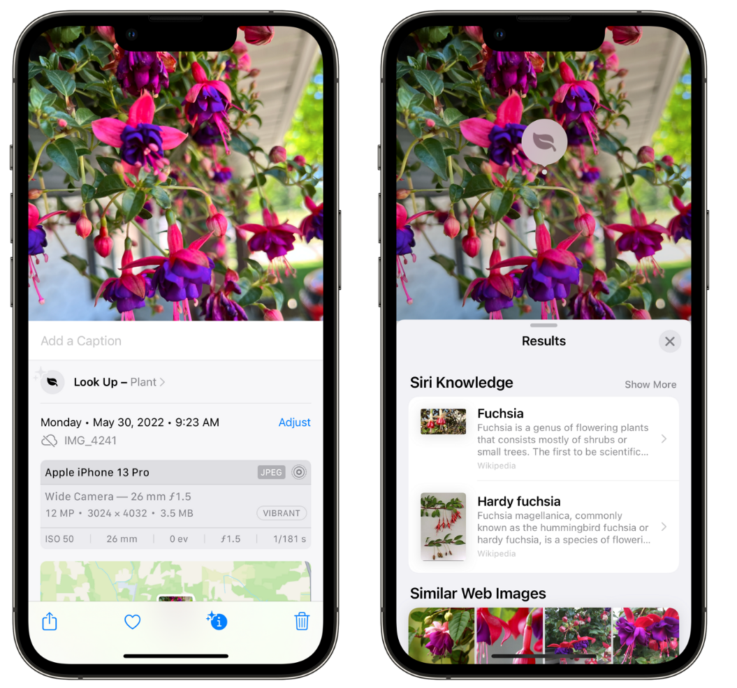 洱源苹果手机维修分享小技巧：使用 iPhone 相机识别花卉植物 